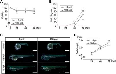 Developmental adverse effects of trace amounts of lead: Evaluation using zebrafish model